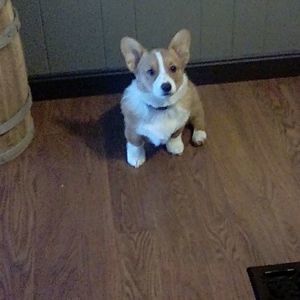 Meet your Posher, Adam